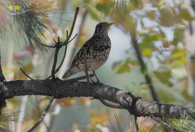 二鸫献寿:虎斑地鸫和宝兴歌鸫 二鸫献寿:虎斑地鸫和宝兴歌鸫