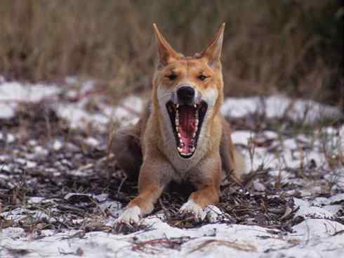 犬科：犬亚科犬属之澳洲野犬、歌唱犬、家犬