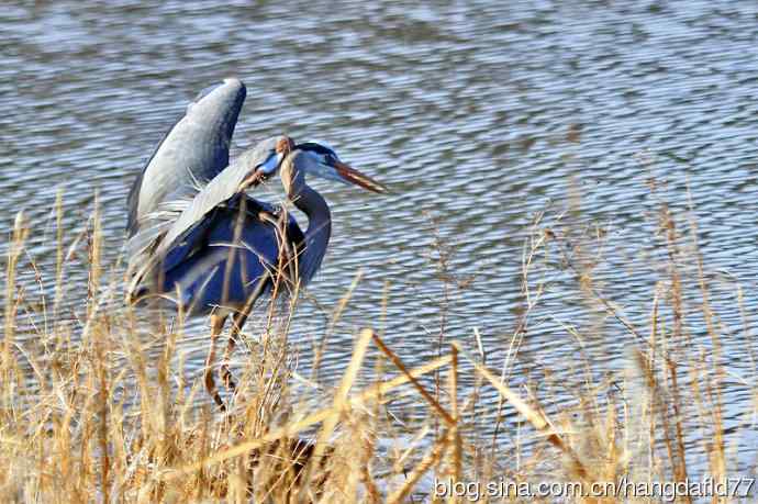 大蓝鹭（4）