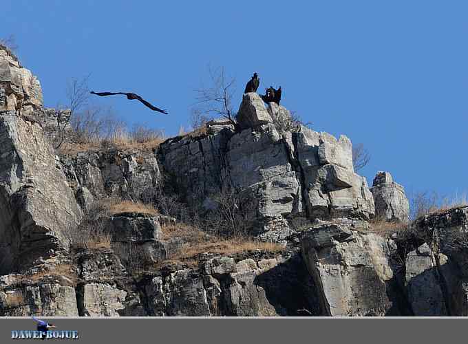 十渡秃鹫 wbr兀立山巅
