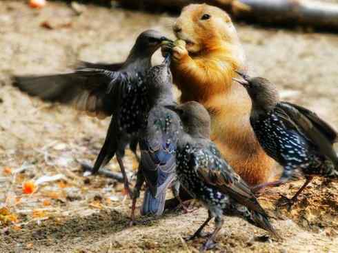 雀鸟也彪悍：迷踪拳(紫翅椋鸟)