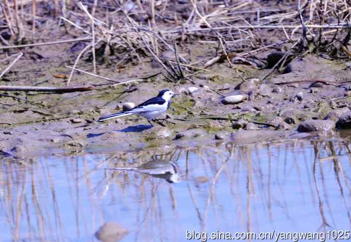 湖畔的白鹡鸰 wbr2