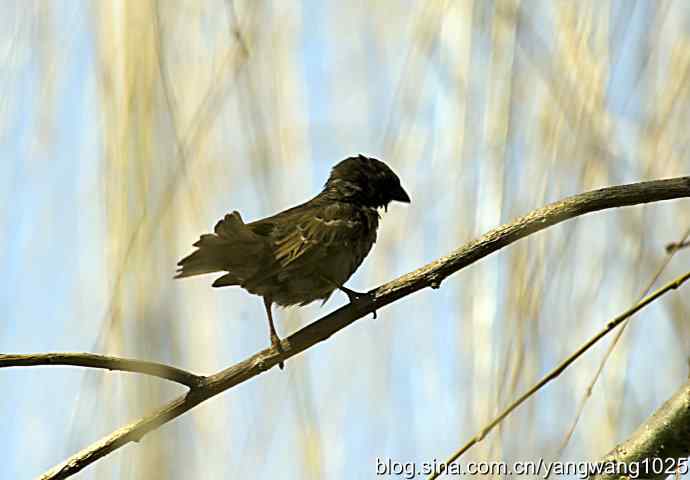 自然和谐的日坛公园（浴后）