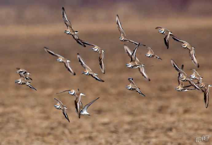 官厅水库&nbsp;wbr路&nbsp;wbr环颈鸻