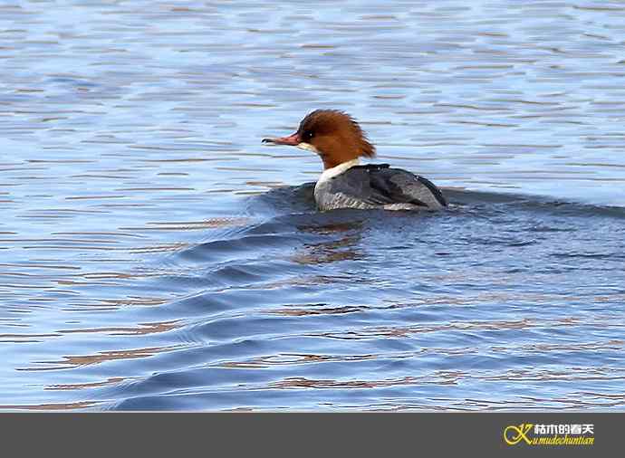 月亮湾拍的“秋沙鸭”【实拍】