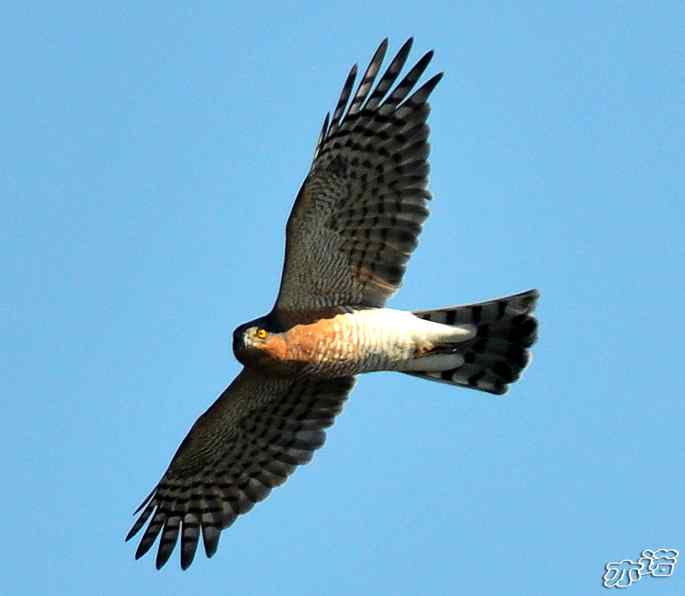 北京西山&nbsp;wbr路&nbsp;wbr雀鹰