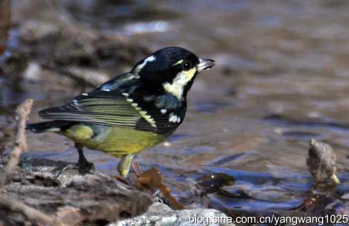 北京植物园的鸟类——溪流冬浴