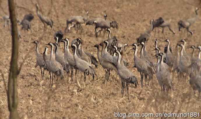 野外的珍禽丹顶鹤-穷人大炮及望远镜拍摄