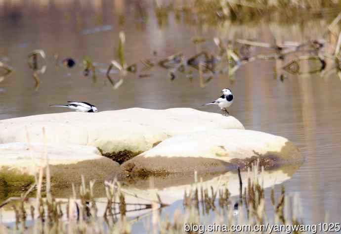 湖畔的白鹡鸰 wbr1