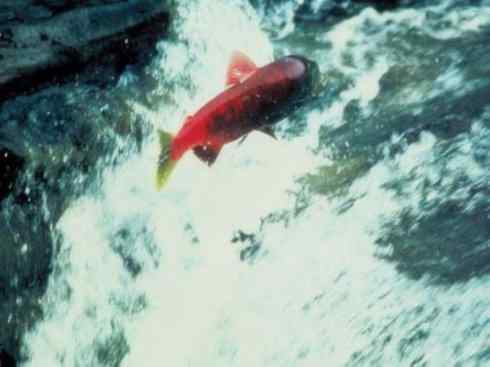 自然奇观：动物大迁徙(大马哈鱼)