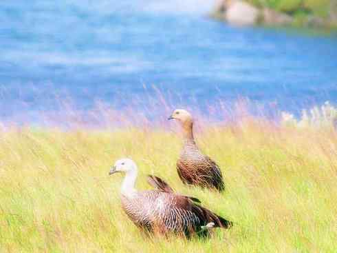 白头鸟系列：另类的美丽（斑胁草雁）