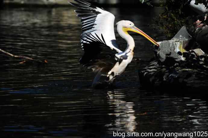 北京动物园的鸟类——鹈鹕（大白）近况