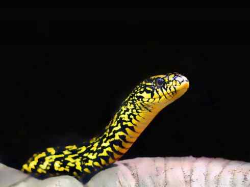 龙:传说的兽原型探秘(游蛇类) 龙:传说的兽原型探秘(游蛇类)