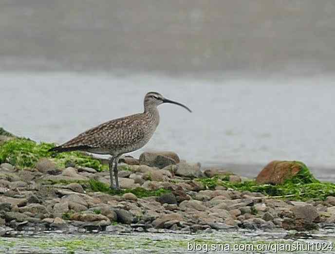 湿地观鸟.中杓鹬