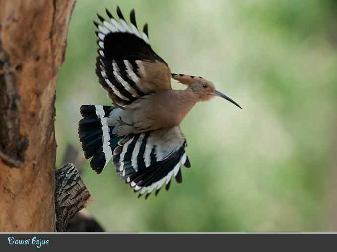 又到戴胜育雏时
