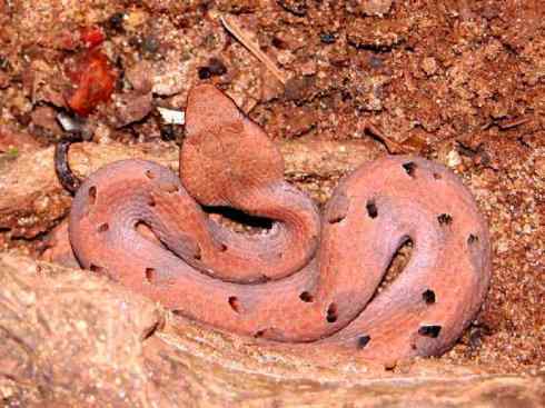 龙：传说的兽原型探秘（蝮蛇类）