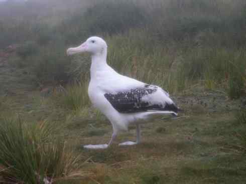 鸟类之最：漂泊信天翁