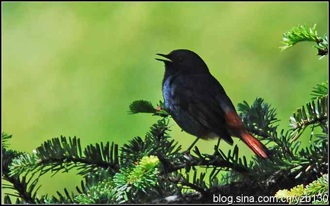 神农架的第二只鸟鈥斺敽煳菜叮ㄗ橥迹