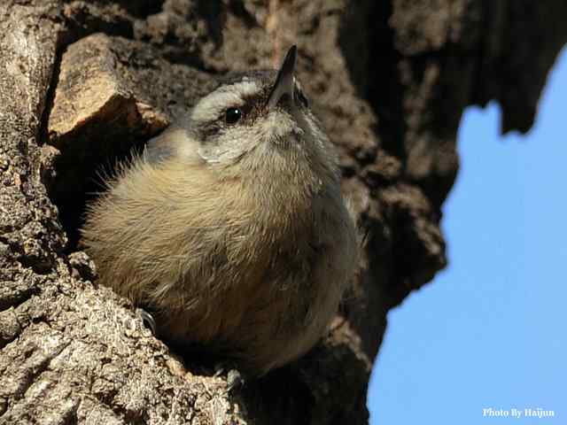 植物园拍摄黑头鳾