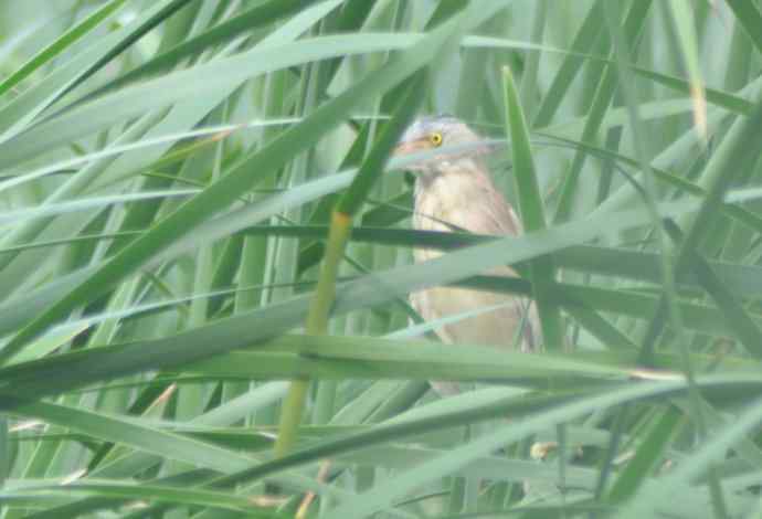 很难捕捉的苇莺 wbr2 很难捕捉的苇莺 wbr2