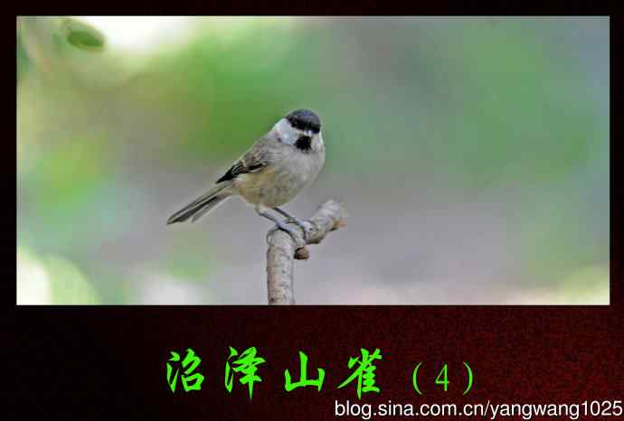沼泽山雀（4）