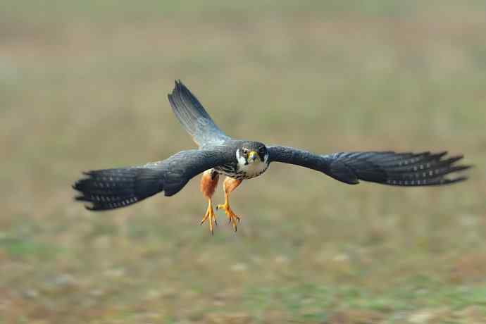野鸭湖抓拍的小隼与伯劳