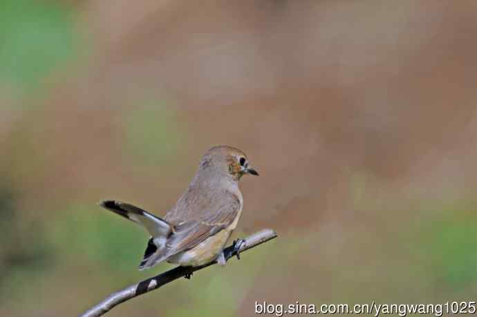 秋天的红喉姬鹟（7）