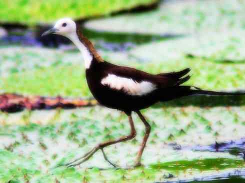 白头鸟系列：另类的美丽7（鸻鹬）