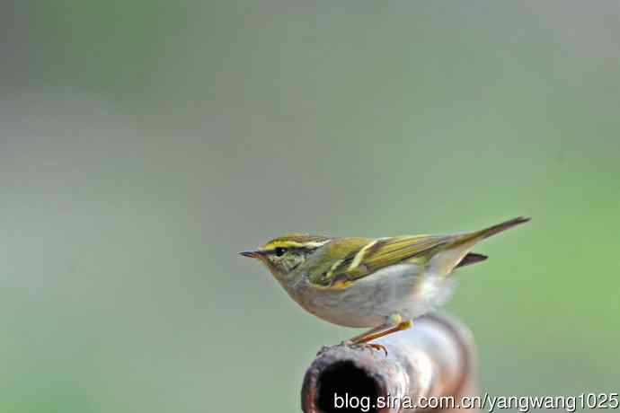 黄腰柳莺（21）