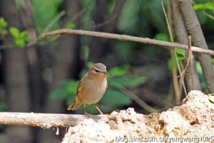 褐柳莺(12) 褐柳莺(12)