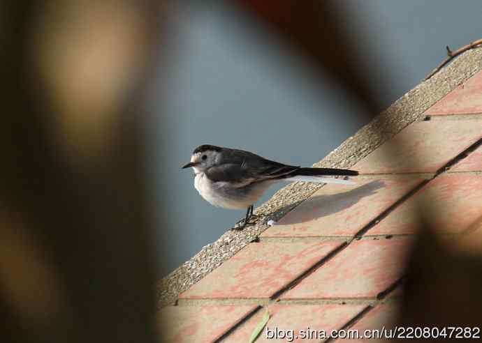 151.圣诞节送上12月份拍新鸟 151.圣诞节送上12月份拍新鸟