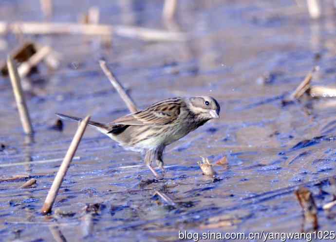雌性灰头鹀(4) 雌性灰头鹀(4)