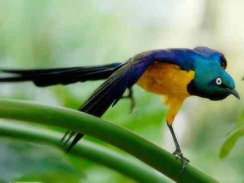 美丽无罪：雀鸟之辉椋鸟