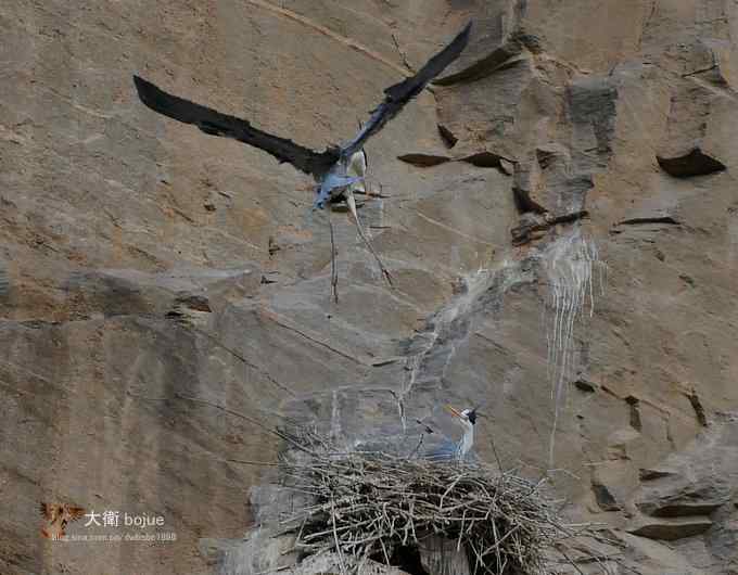 春天奏鸣曲：苍鹭的幸福生活