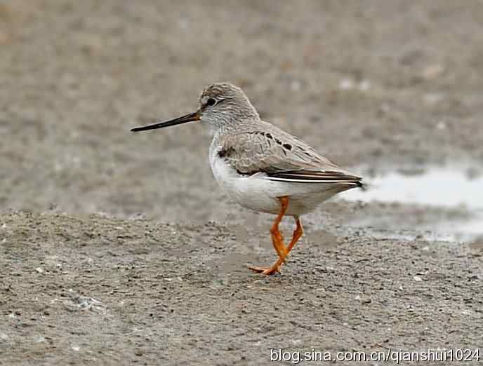 来去匆匆翘嘴鹬