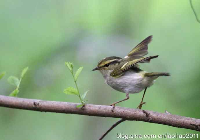 双斑绿柳莺和黄腰柳莺 双斑绿柳莺和黄腰柳莺