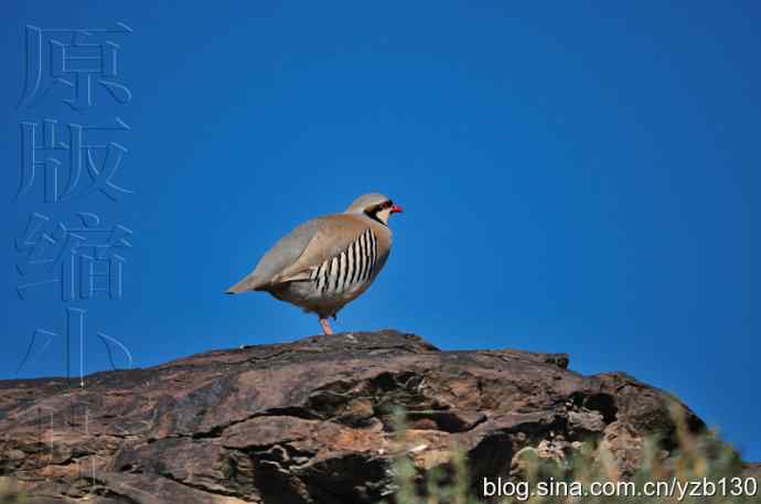 搂草打兔子(组图,15张图片) 搂草打兔子(组图,15张图片)