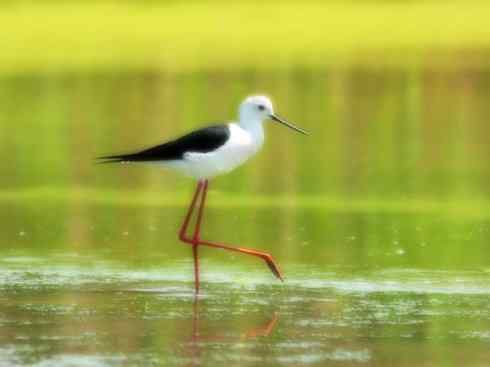 白头鸟系列：另类的美丽7（鸻鹬）