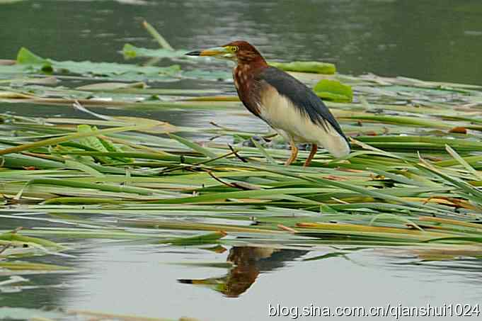 池鹭荷塘走秀(圆明园)*