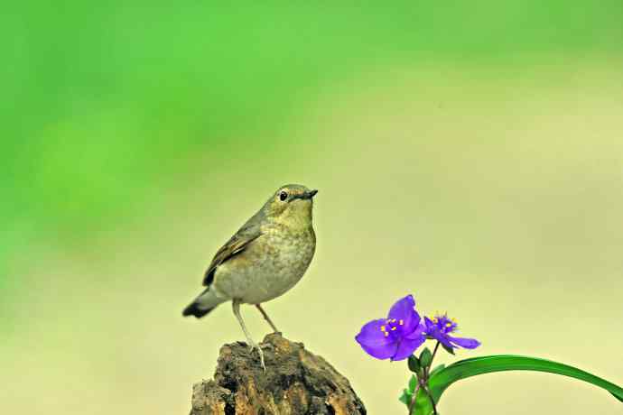 雌性蓝歌鸲与紫露草（1）