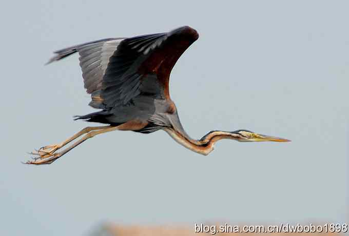 乌梁素海之草鹭鈥斺斈诿晒勰裥校ǘ）