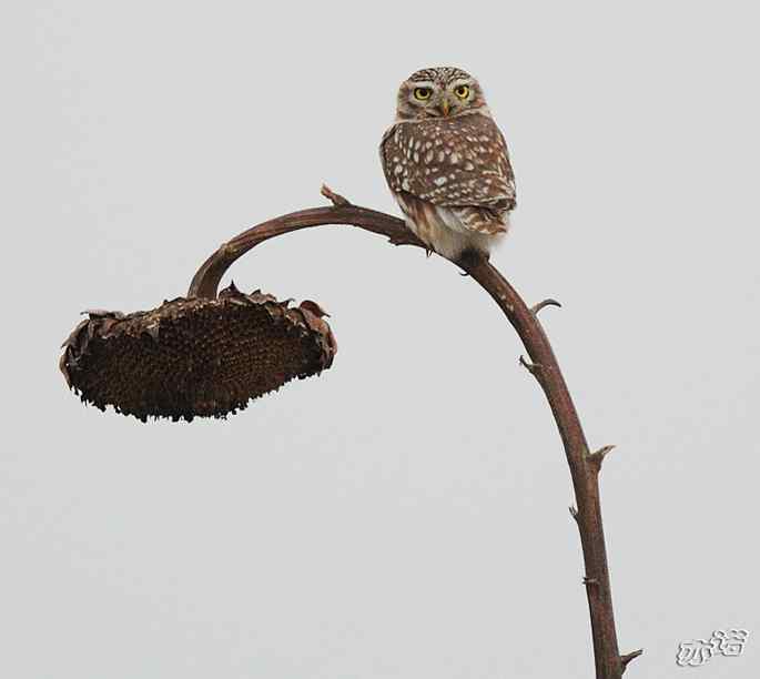 官厅水库拍鸟——暮色里的小鸮
