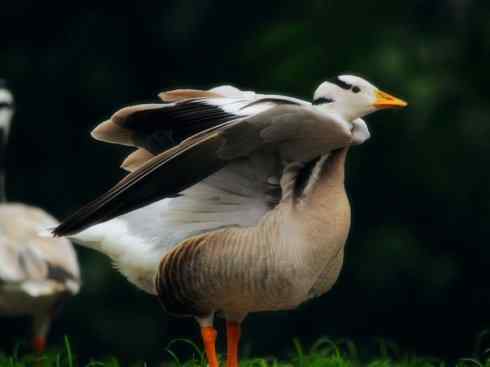 家禽驯化之源之十三（大雁、丹顶鹤）
