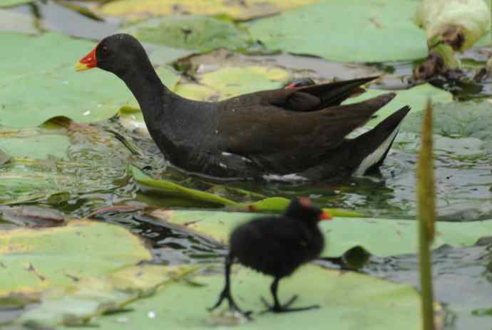 再拍黑水鸡（纪实）1