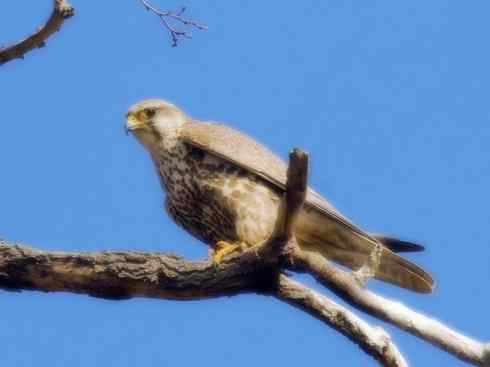 家禽驯化之源之六