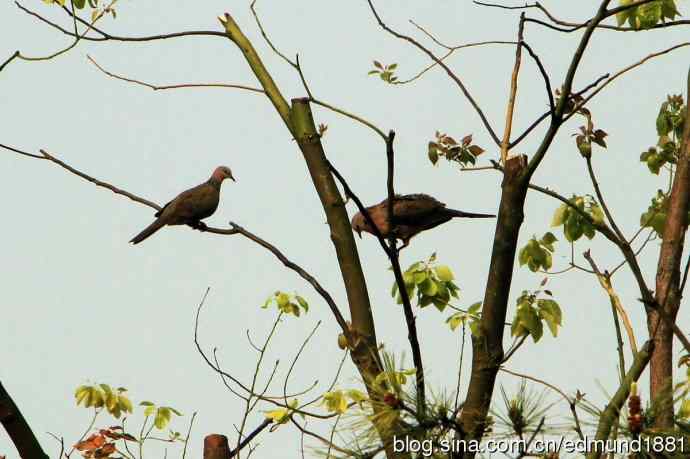 穷人大炮-量力而为之打鸟作乐