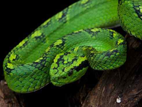 龙：传说的兽原型探秘（响尾蛇类）