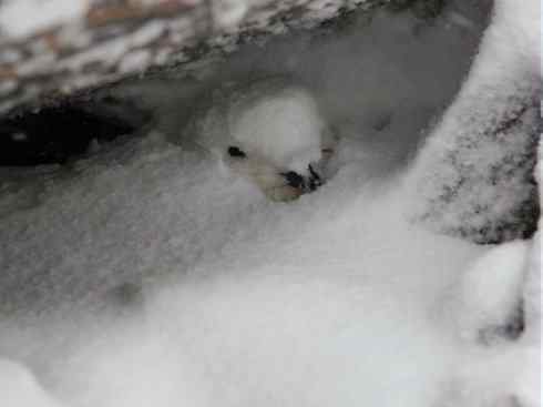 奇特的盔：雪海燕