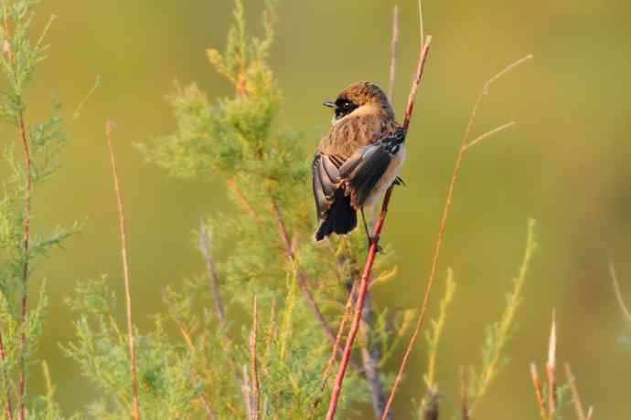 阿穆尔隼:野鸭湖黎明观猛* 阿穆尔隼:野鸭湖黎明观猛*