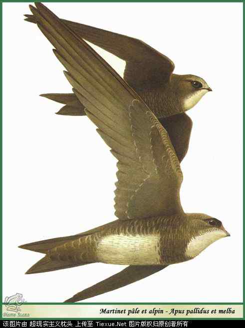 手绘画第5辑——猛禽和啄木鸟